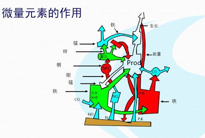 全自动小黄鸭视频app下载厂家分析体内微量元素的互相作用